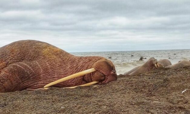 Hunters from Alaska and Chukotka will document Point Lay’s traditional knowledge about walruses
