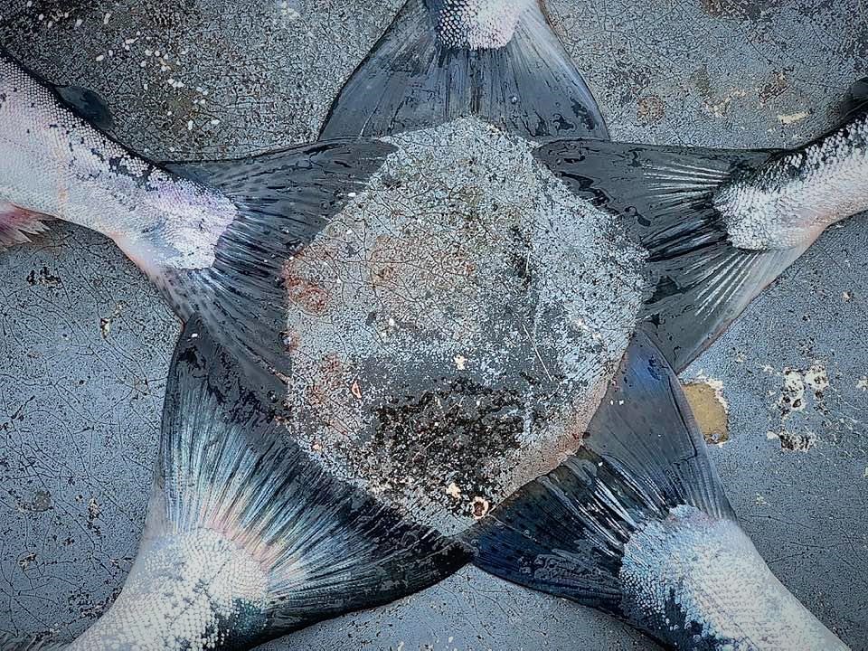 All salmon species are harvested in Southeast Alaska. Shown here clockwise from L-R: pink, sockeye, chum, steelhead trout, coho. (Angela Denning/CoastAlaska)