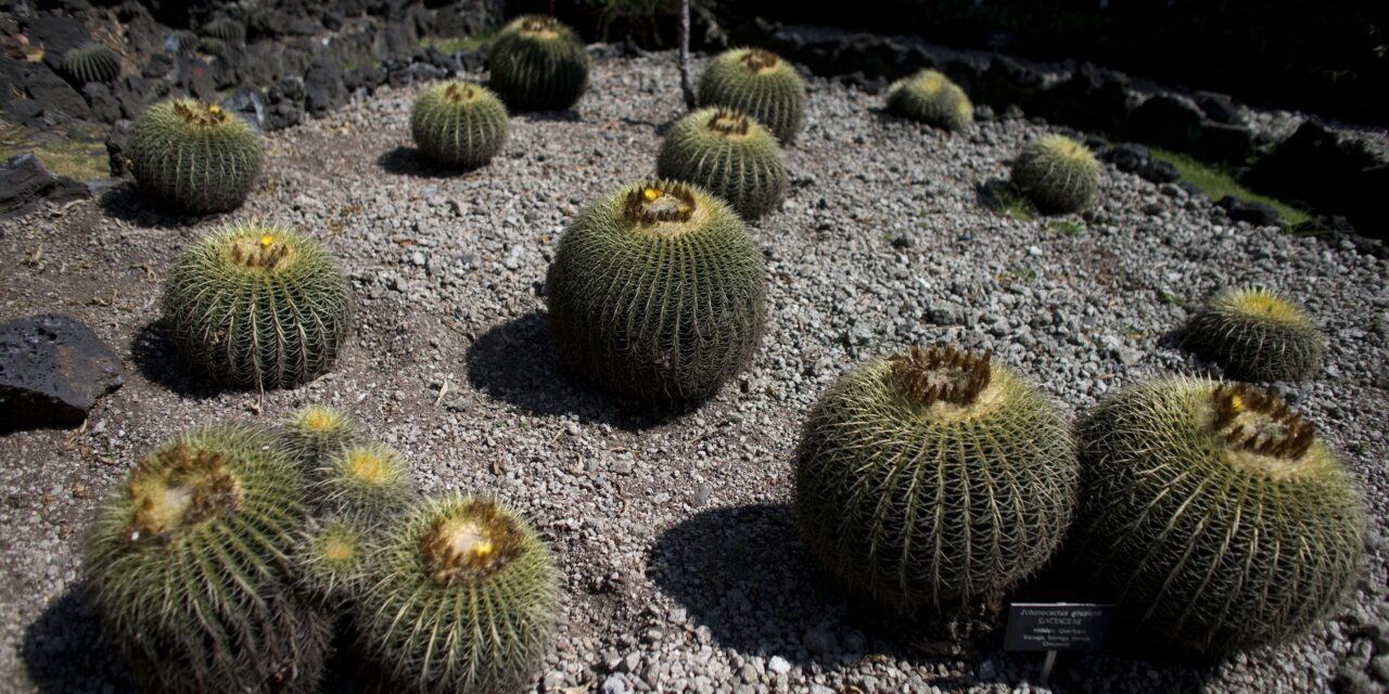 The endangered cactus behind Mexico’s sweet secret