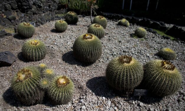 The endangered cactus behind Mexico’s sweet secret