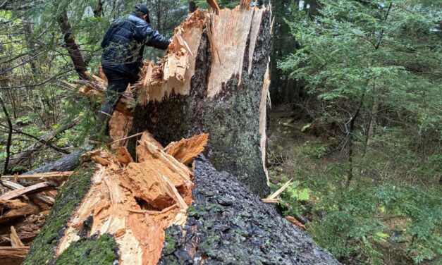 Tree damages Sitka home amidst high winds