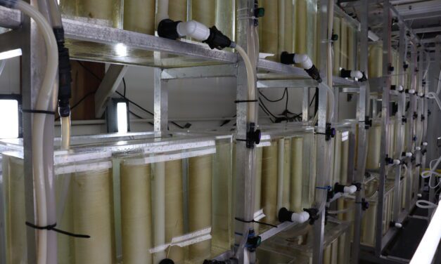 Kelp seed hatchery expansion could be coming to Ketchikan
