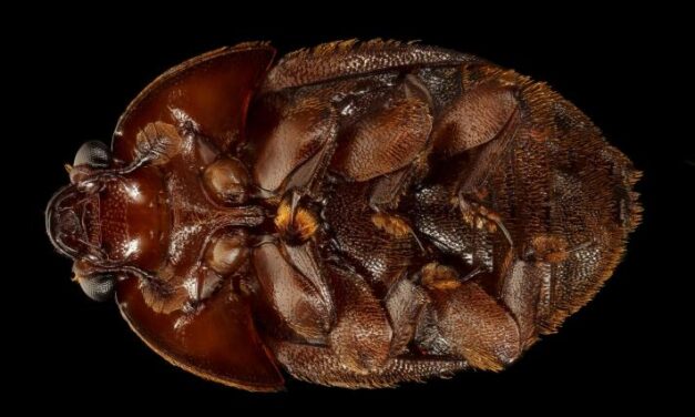 A pest that feeds on bees and honey has been found in Alaska for the first time