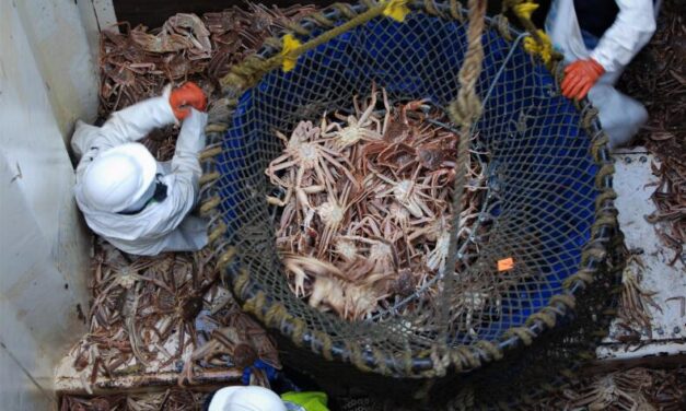 Alaska crab fishery shows signs of recovery after massive crash