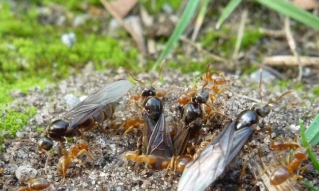 Why some ant colonies get tricked into killing their own queens