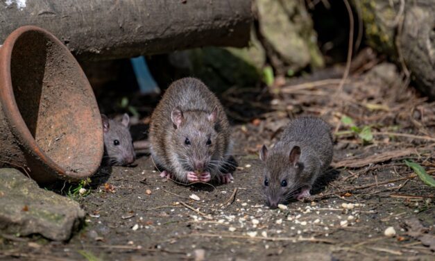 Too many rats? Birth control is one city’s answer