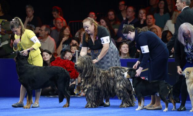 Soleil, a Belgian sheepdog, takes Best in Show at the National Dog Show