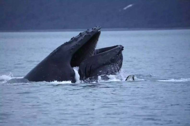 A new technology aims to help ships avoid hitting whales