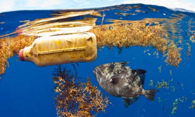 Eating just a handful of plastic can be fatal for marine animals, a study finds