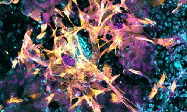 Scientists learn more about how human embryos implant using artificial wombs