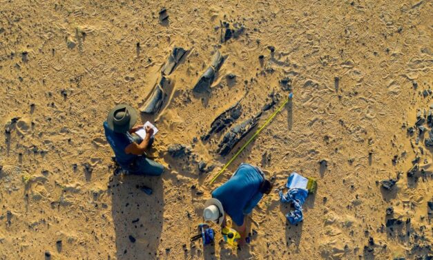 Newly discovered dinosaur species was a fish-eater with a huge horn