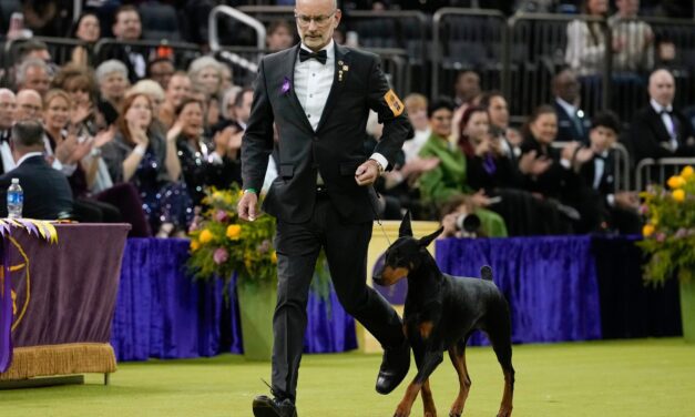 Penny the Doberman pinscher wins the 150th Westminster dog show