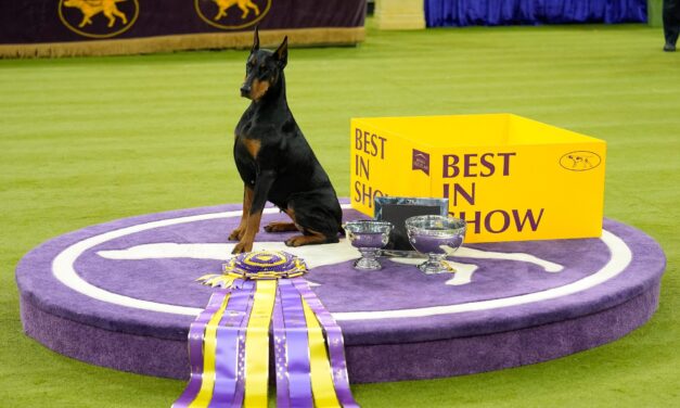 Photos: Scenes from the 150th Westminster Dog Show