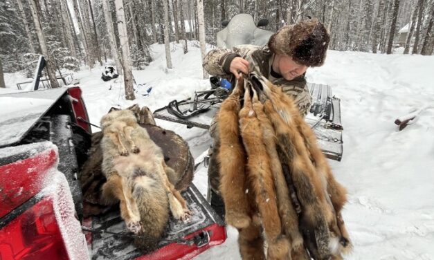 For this newly-arrived Alaskan, trapping makes for a more meaningful life