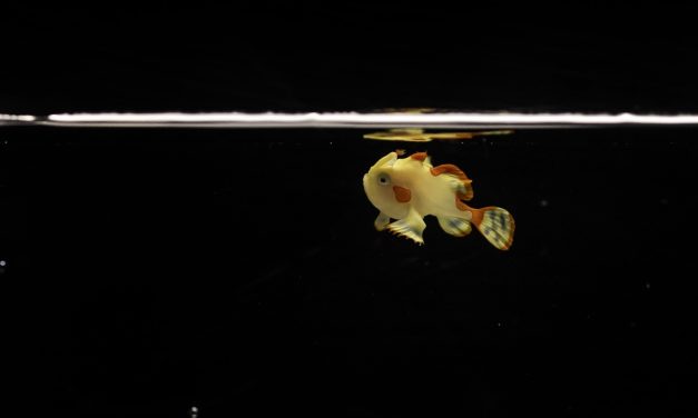 Domino, the warty frogfish, is the first of its kind to be raised in captivity