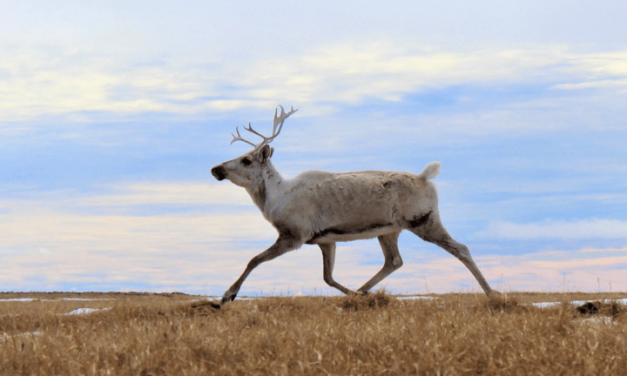 Judge reinstates conservation agreement in Alaska’s National Petroleum Reserve