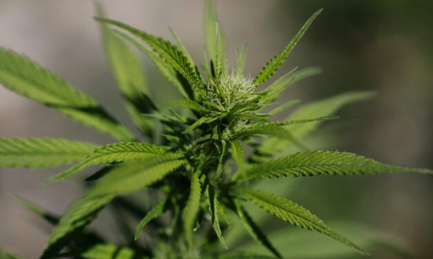 Sparse evidence for cannabis to treat mental health conditions highlights research gap