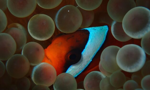 Peer pressure can make this clownfish change its stripes