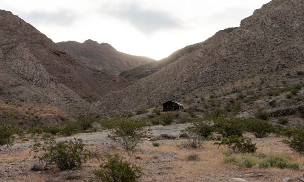 A botanist searches for the seeds of the rare Death Valley Sage