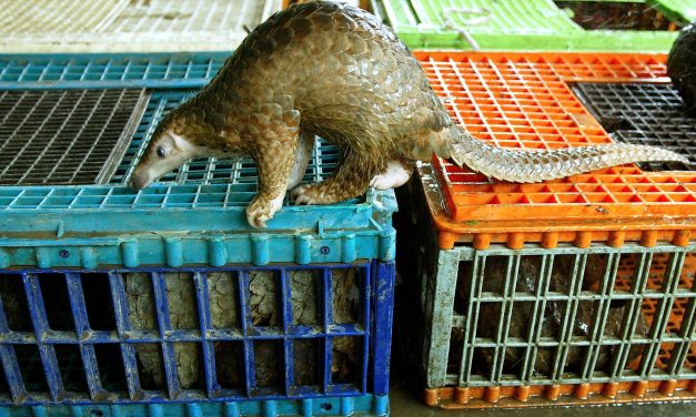 How bad for humans is wildlife trade? A new study has answers