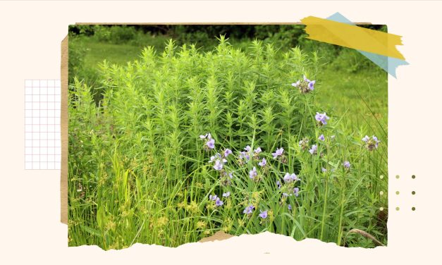 A guide to converting your lawn into a wildlife friendly garden 