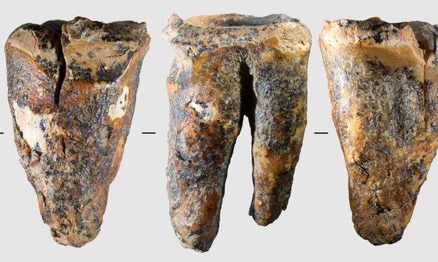 Neanderthals may have drilled out a cavity 59,000 years ago