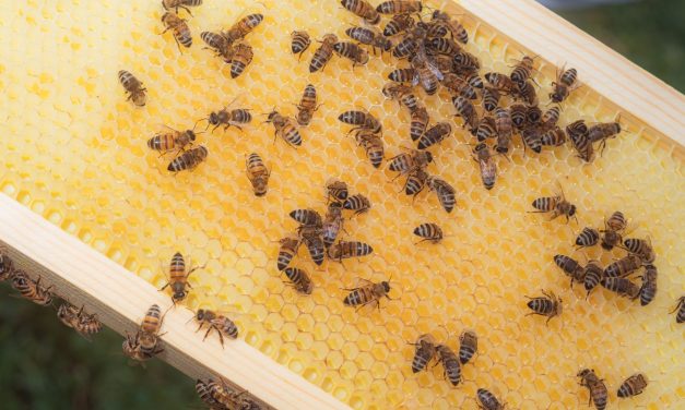 Bees have coexisted with us for over a millennia. Their name remains a mystery