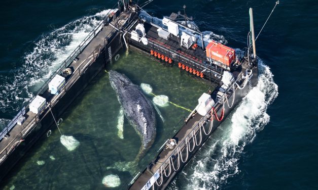 Timmy the humpback whale found dead off Danish coast