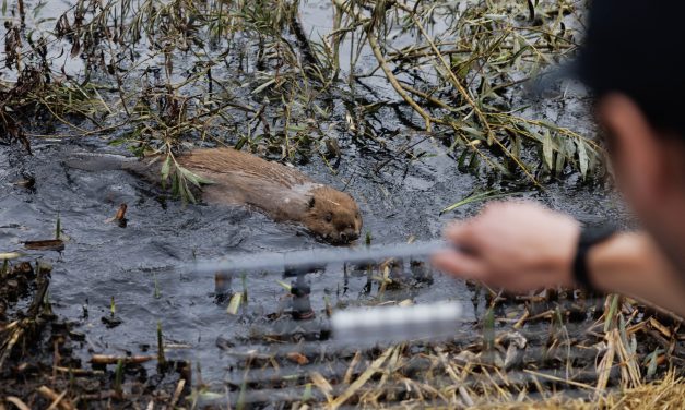 As floods get worse, Britain tries a new solution: beavers