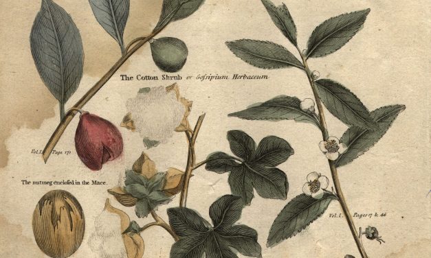Trick or spice? How the ‘nutmeg’ came to dominate the soccer world