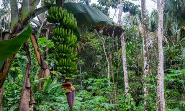 Some plants have a genetic superpower that may help them survive a cataclysm