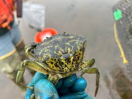 Wrangell Ranger District to Help Monitor for Green Crab