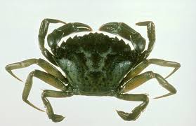 ADFG Seeking Green Crab Trappers