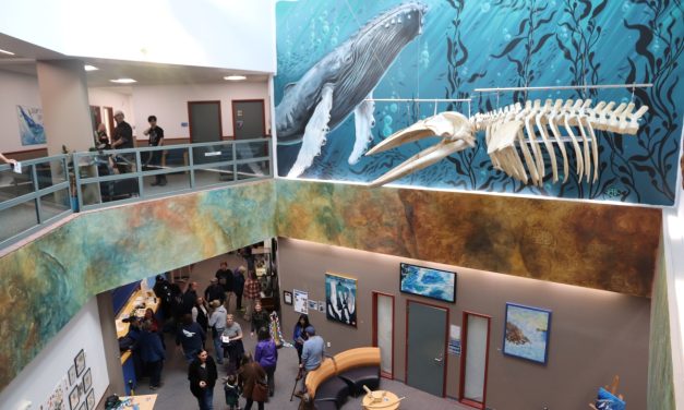 It’s no fluke! Baby humpback whale skeleton makes waves in Sitka
