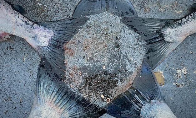 126 million salmon – that’s the estimated harvest by Alaska’s commercial fishermen this year