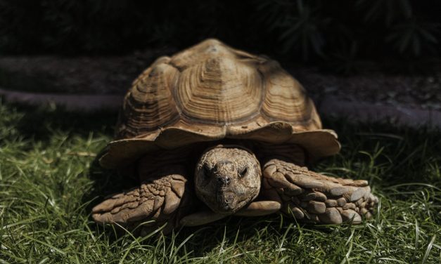 It takes a village – or a Phoenix suburb – to wrangle a wayward tortoise