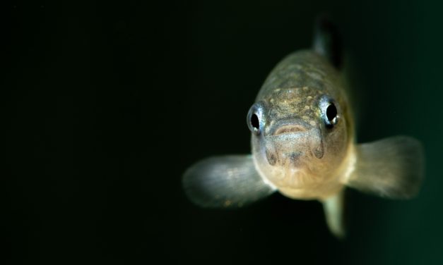As federal scientists faced turmoil, the Devils Hole pupfish reached a crisis point