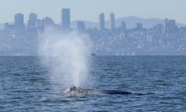 Whales are showing up in San Francisco Bay. New ship alerts could help protect them