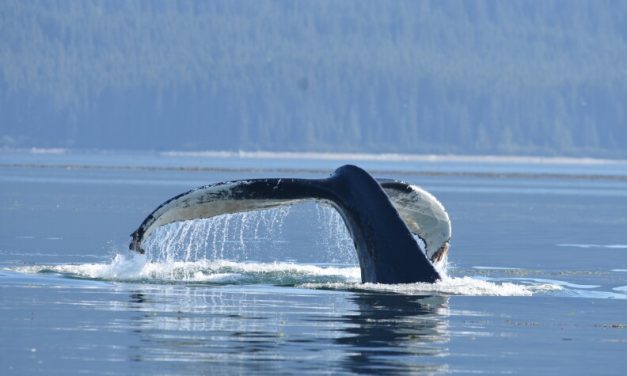 Glacier Bay’s humpbacks are recovering, slowly, from 2014-16 marine heatwave