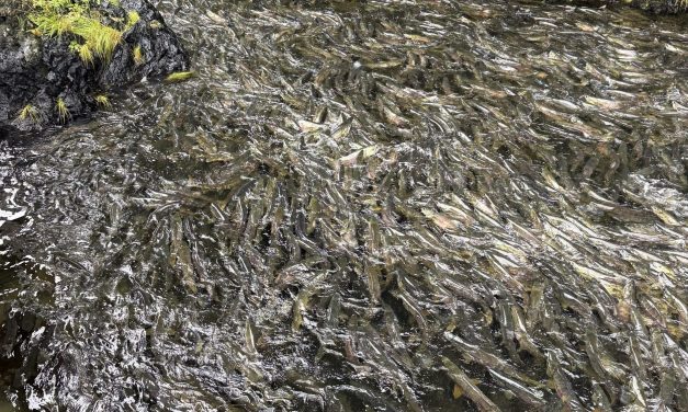 Metlakatla Indian Community awarded over $16M for fish hatchery improvements