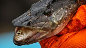 Climate change is helping invasive pike wreak havoc on Southcentral Alaska salmon