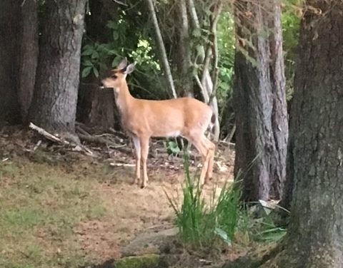 Good, but not record breaking, deer harvest forecast