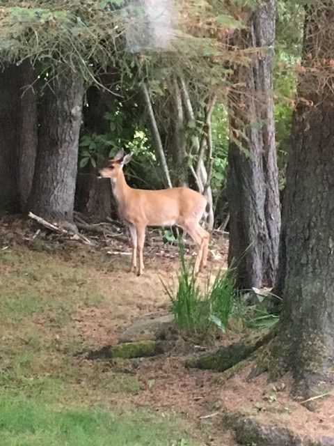 Good, but not record breaking, deer harvest forecast