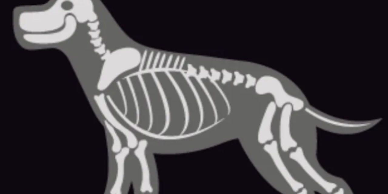 Pet owners rally for x-ray machine!