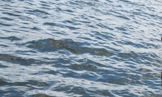 A strange transmissible cancer is spreading through the catfish in this lake