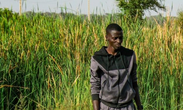 Could fish be a secret ingredient for rice farmers to avoid disease and make more money?