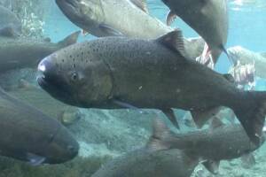 Bering Sea heatwave cited as trigger for nosedive in Yukon River Chinook salmon