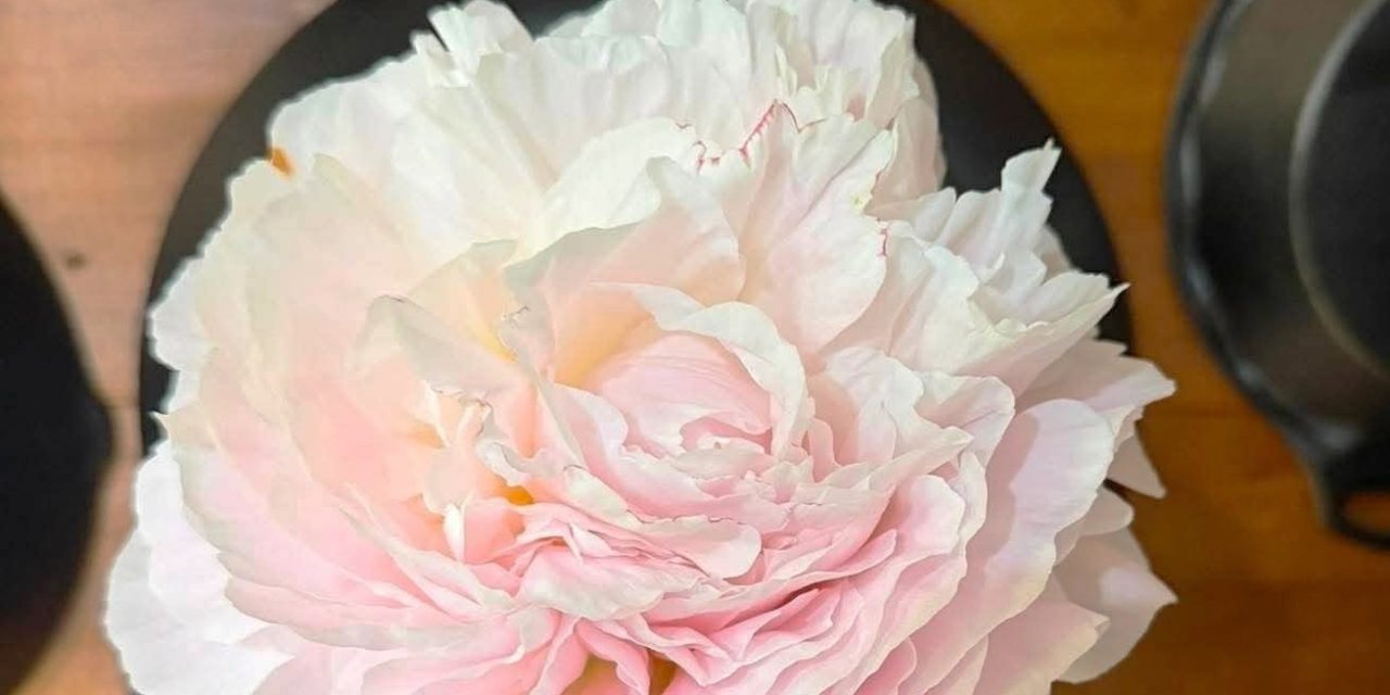 Seasonal peony market grows in SE Alaska