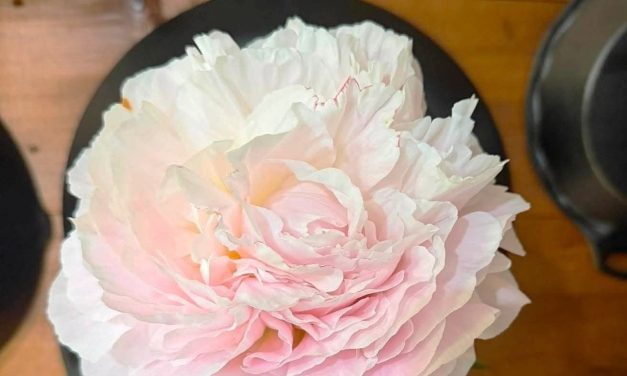 Seasonal peony market grows in SE Alaska