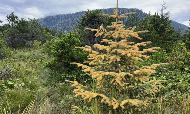 Southeast Alaska sees a fungal outbreak on spruce, which scientists say isn’t harmful